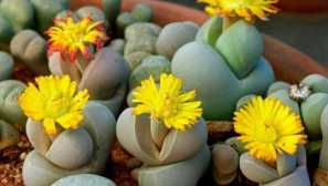 Dinterantus wilmotianus